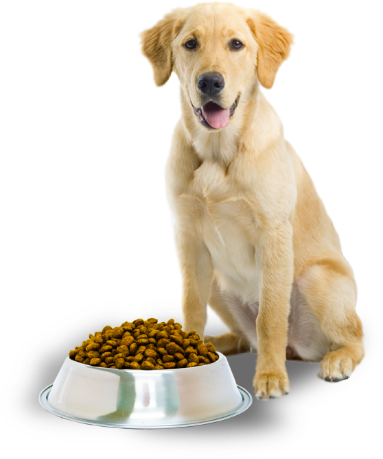 dogpng.parspng.com 8 dogpng.parspng.com 8